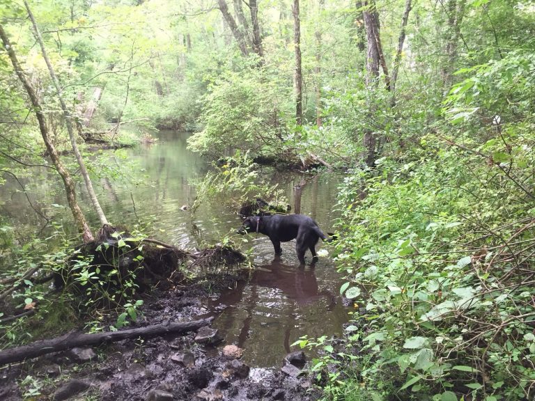 Best Dog Friendly Hikes and Trails in Boston 7