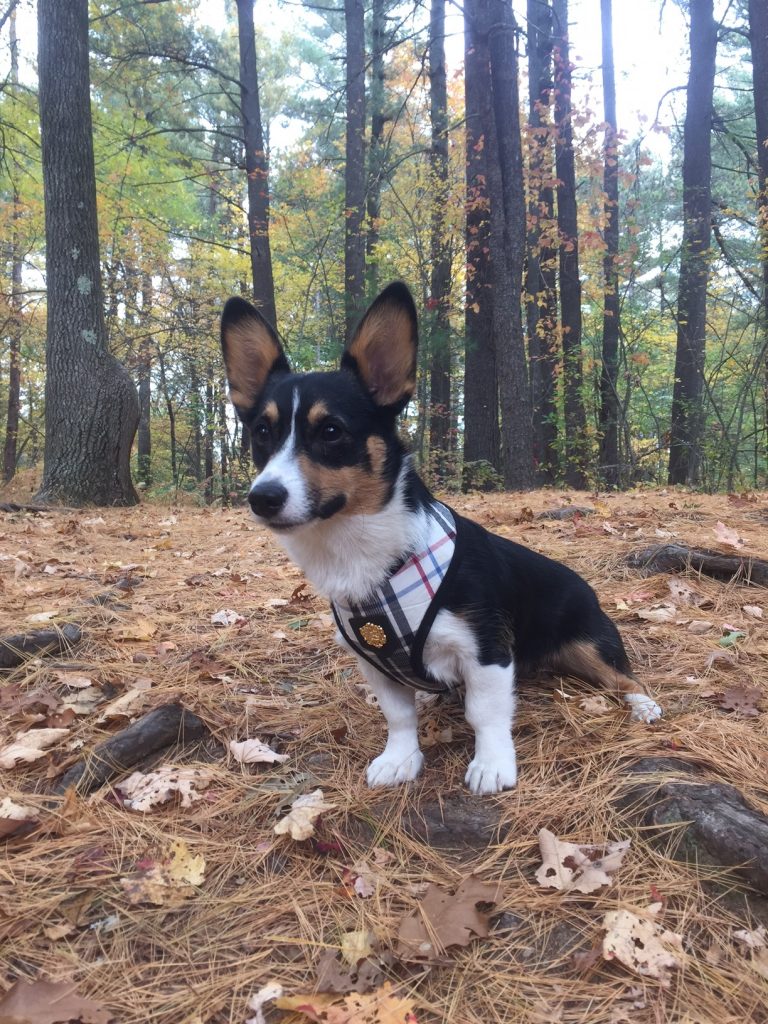 Best Dog Friendly Hikes and Trails in Boston 5