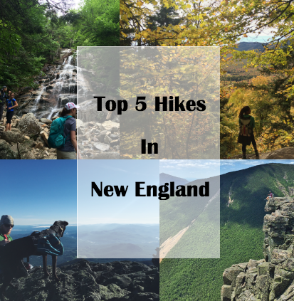 Best Dog Friendly Hikes and Trails in Boston 3
