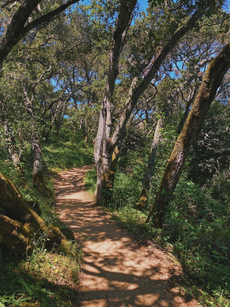 Best Dog Friendly Hikes and Trails in the San Francisco Bay Area 11