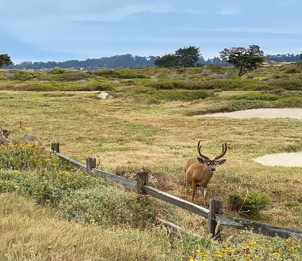 17 Mile Drive