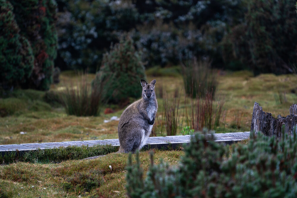 Cradle Mountain