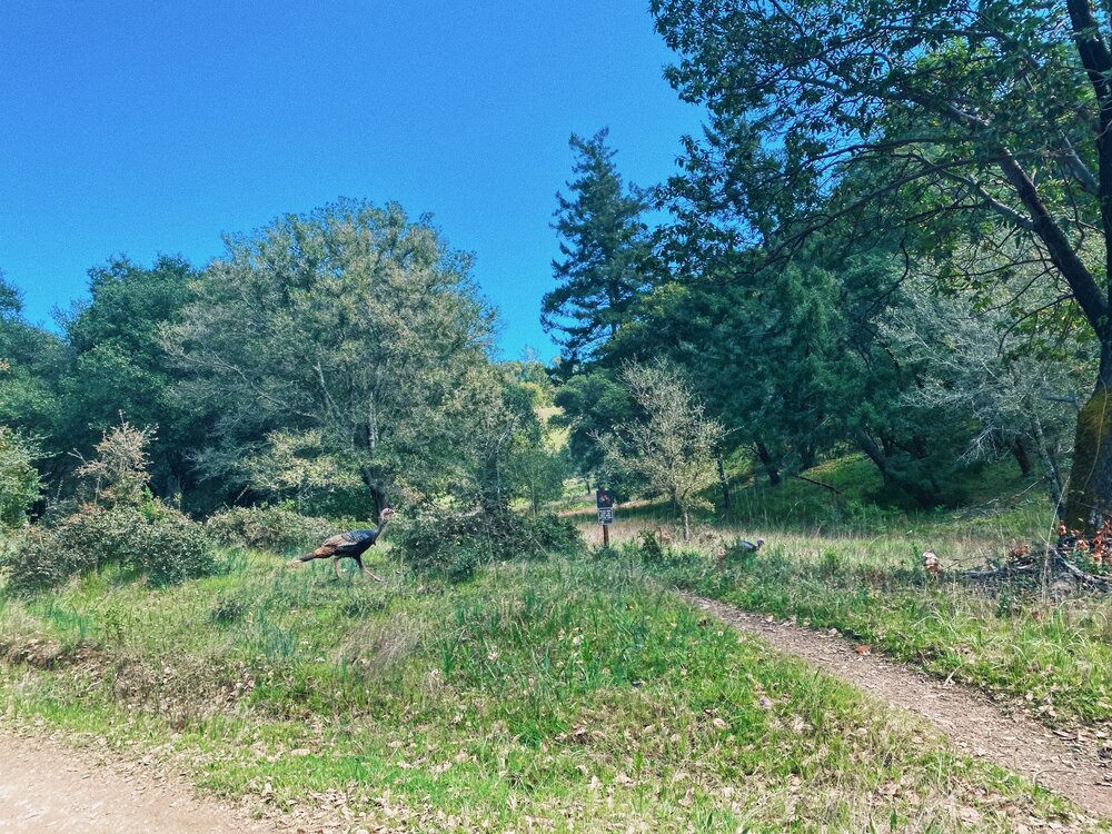 Kent Trail to Stocking Trail Loop - Mount Tamalpais Watershed, CA 3