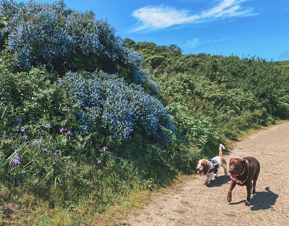 Sweeney Ridge Trail