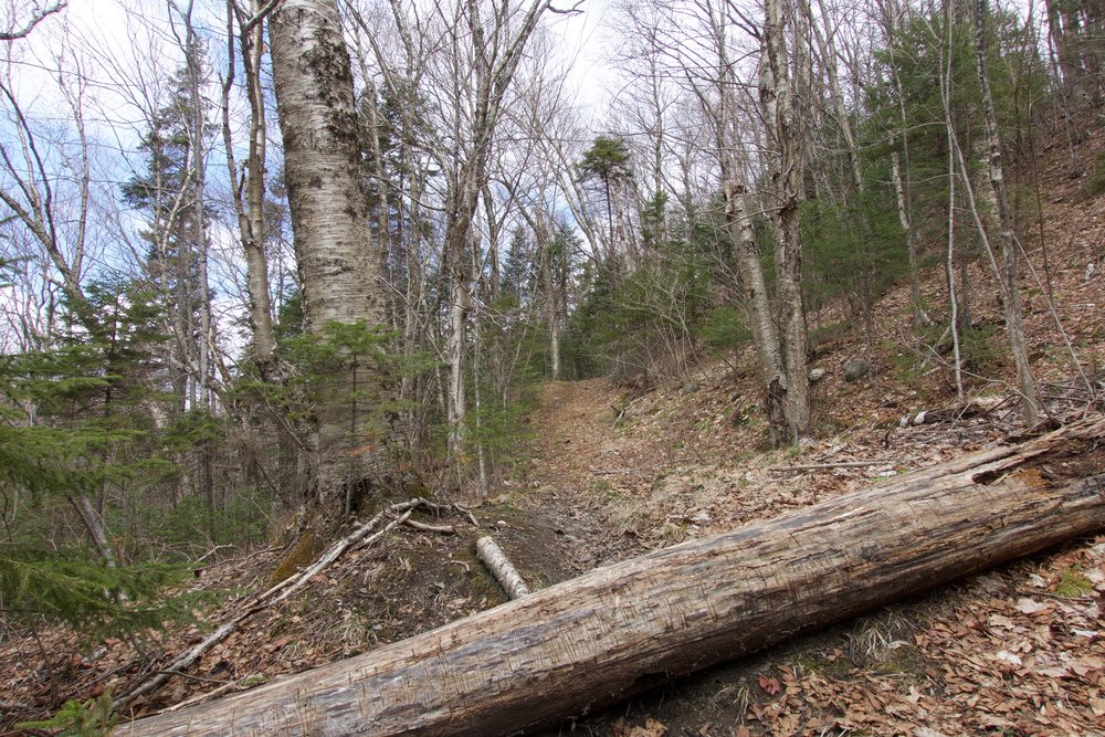 Mount Hale via Fire Warden's Trail 8