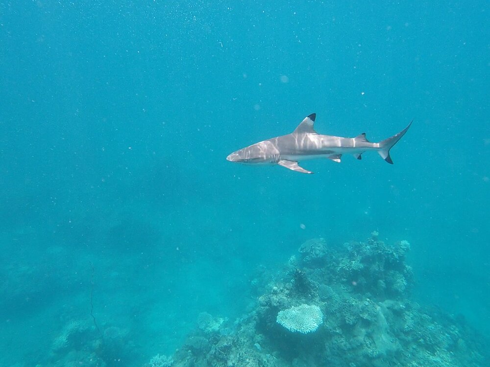 Black Tip Shark