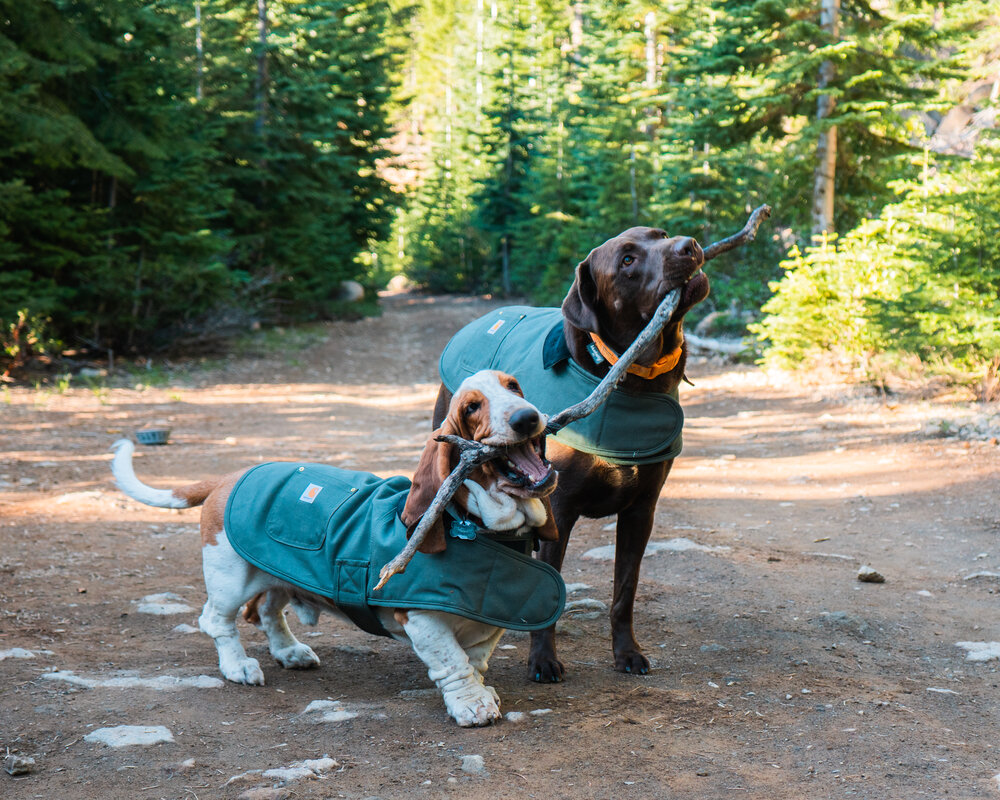Dispersed Camping in Mt Shasta that is dog-friendly FemaleHiker