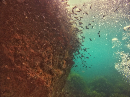 Diving in the poor knights islands