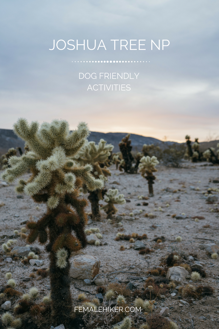 Dog friendly activities in Joshua Tree National Park