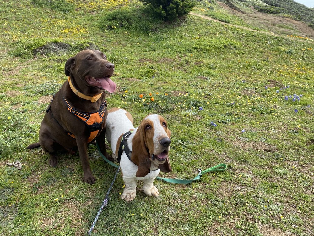 Dogs at Mori Point