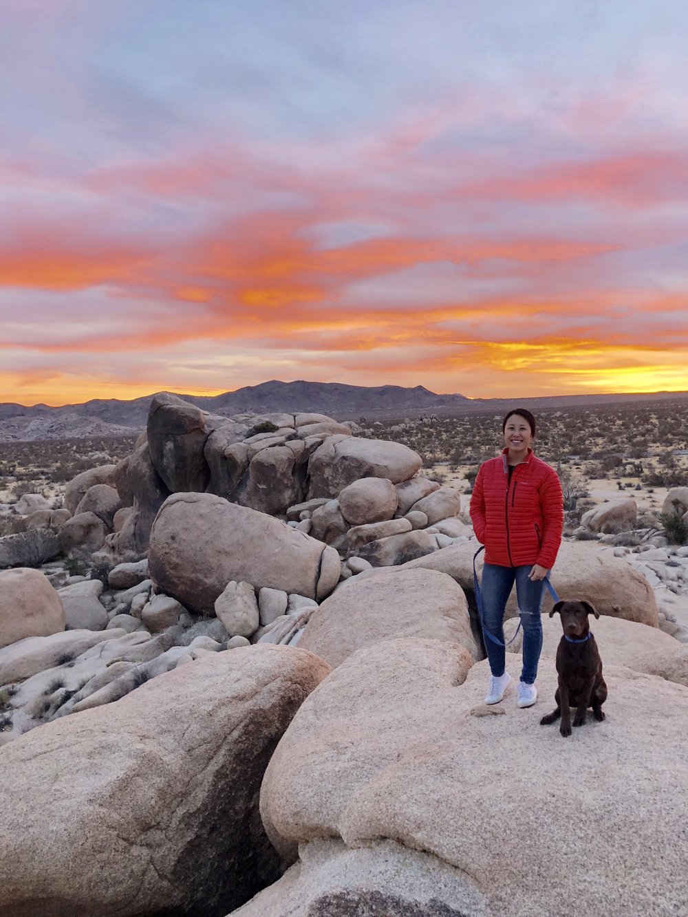 are dogs allowed in joshua tree