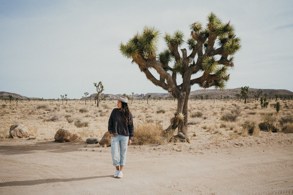 are dogs allowed in joshua tree