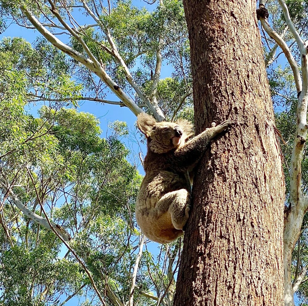 Koala