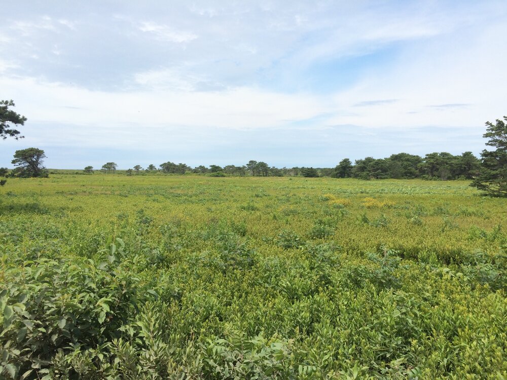 So much green in Nantucket