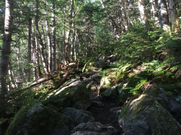 1 Day Presidential Traverse with a Dog 4