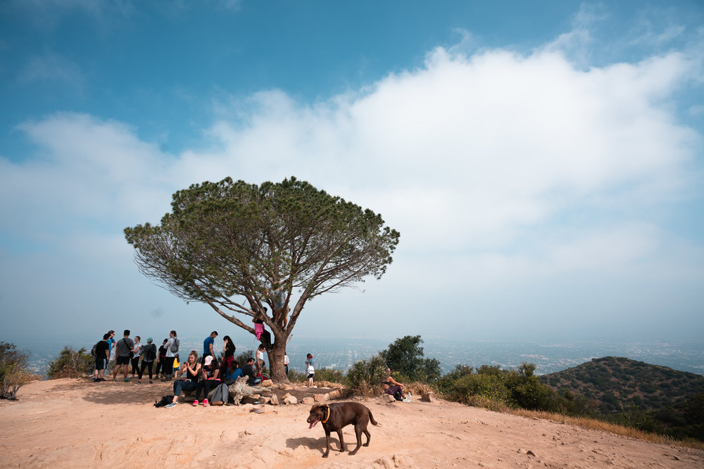 The wisdom tree is pretty crowded :)