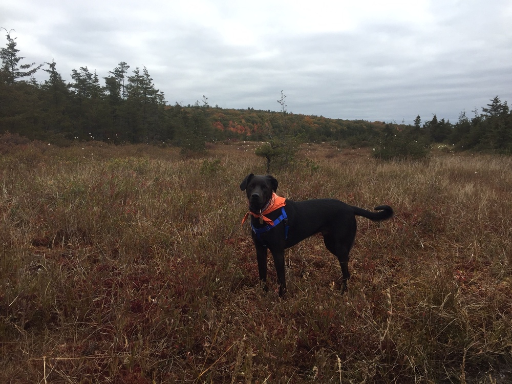 Tucker at the Ponkapoag Pond Boardwalk