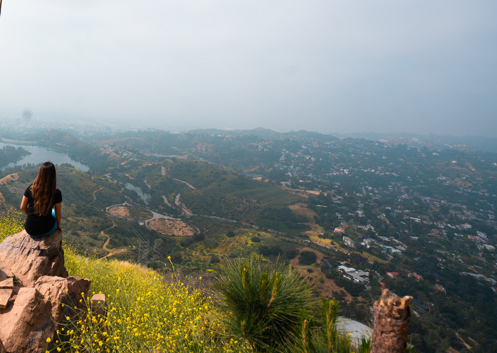 The Wisdom Tree & Hollywood Sign 2