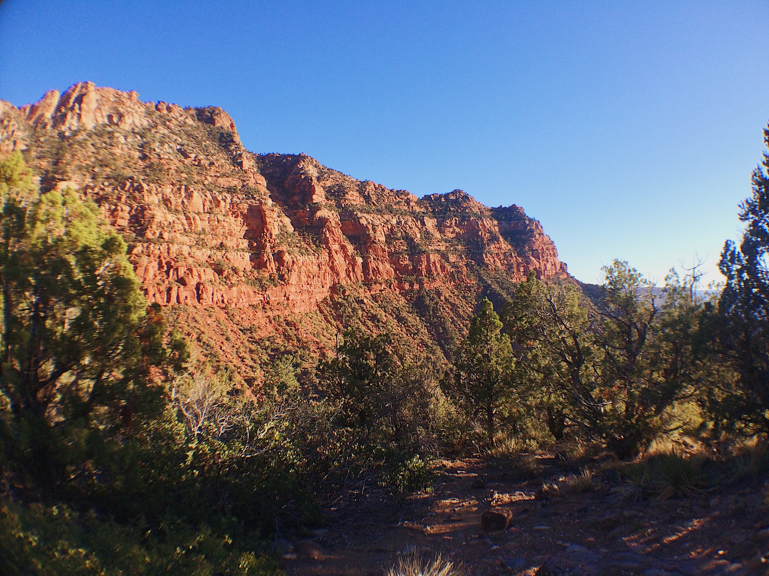 Zion national park dogs