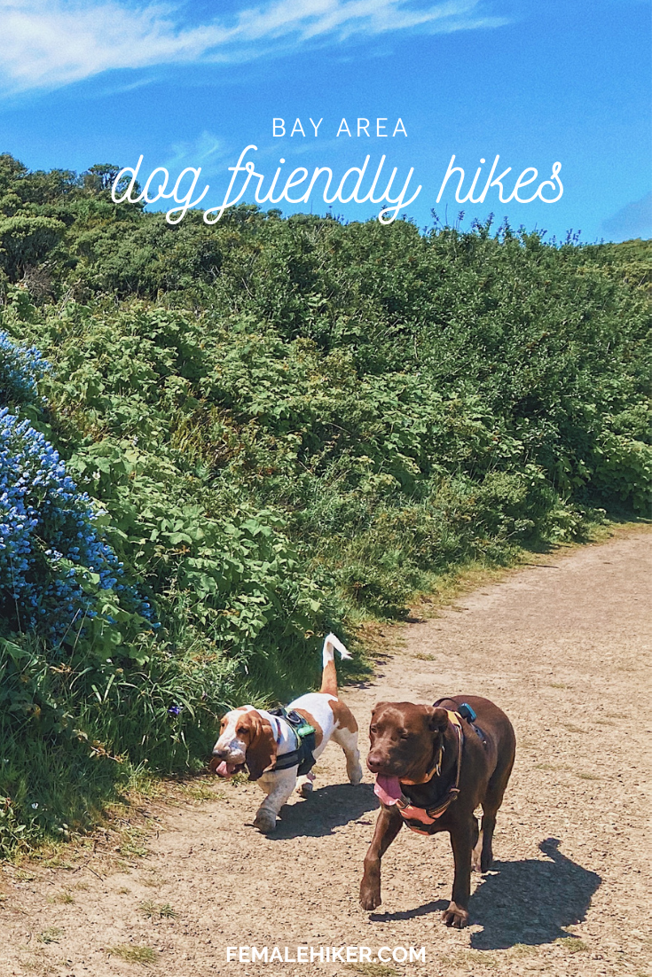 Best Bay Area Hikes with Dogs
