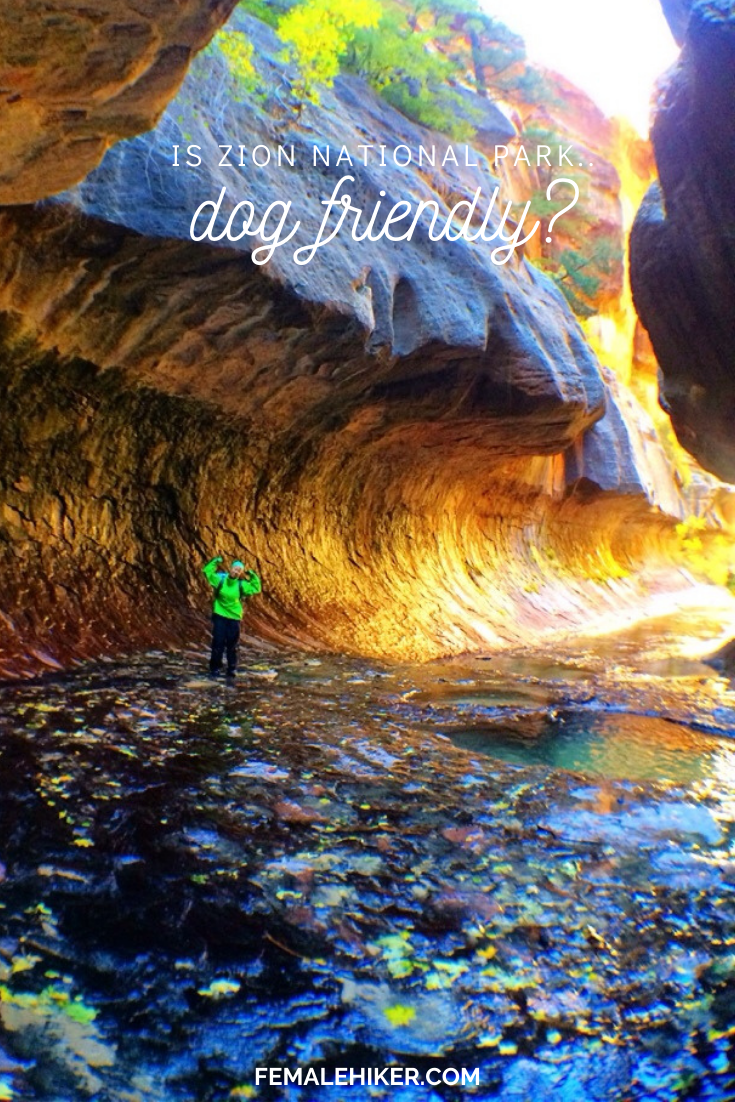 are dogs allowed in zion park