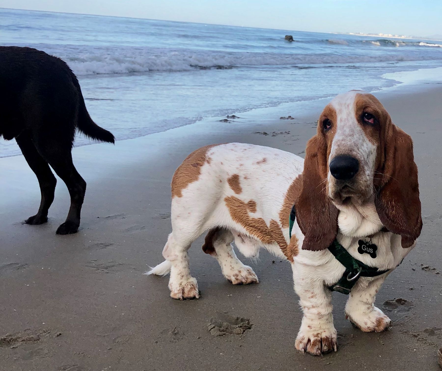 bay area hikes with dogs