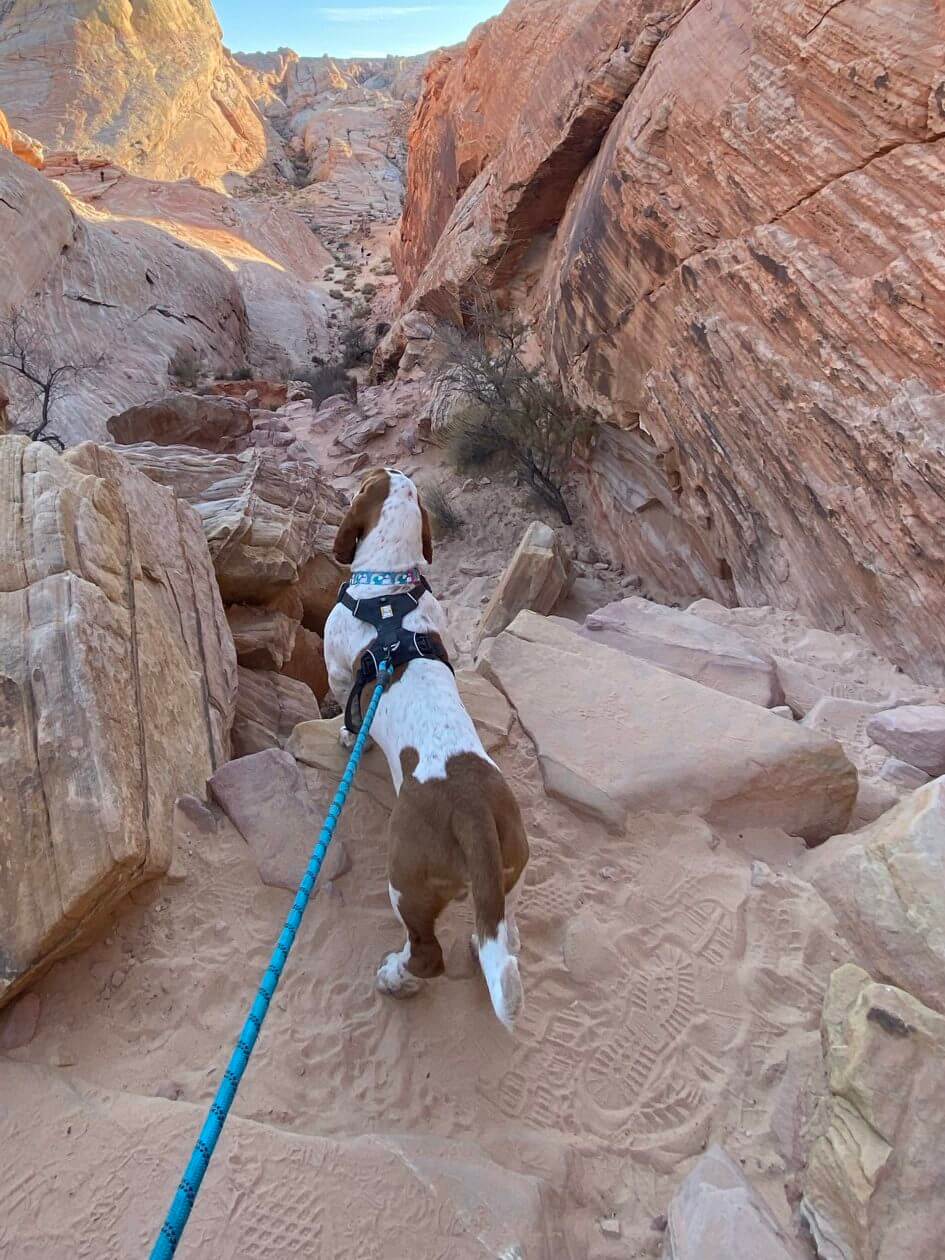 are dogs allowed in zion park