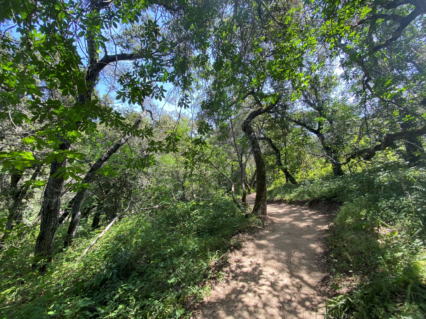 bay area hikes with dogs