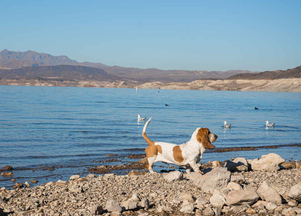 Lake Mead activities in Boulder Beach