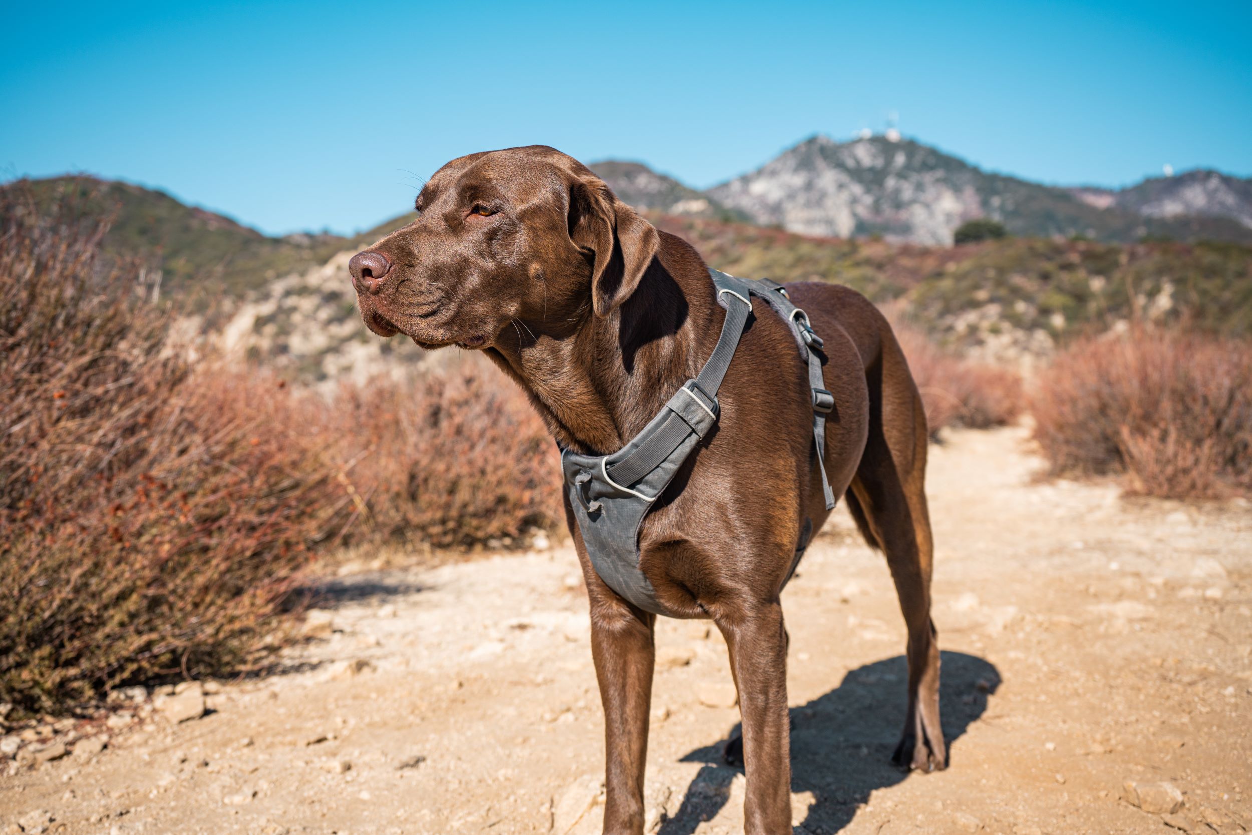 Bailey Canyon Trail is dog friendly