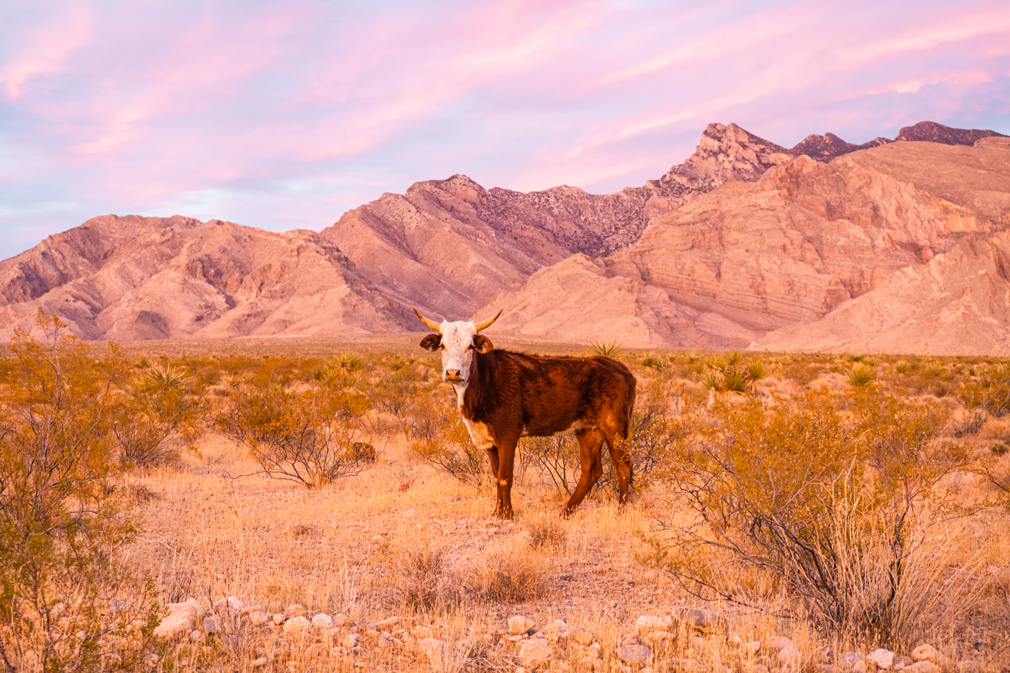 Gold Butte National Monument