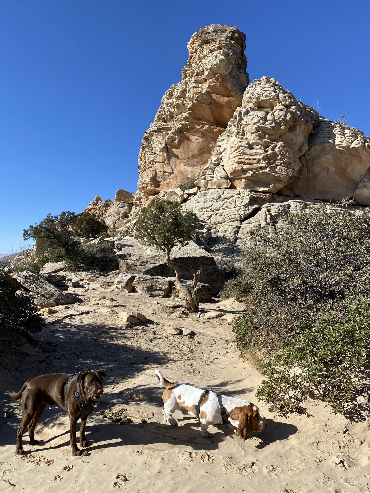 The Snow Canyon hike is one of my favorite St. George Hiking Trails FemaleHiker