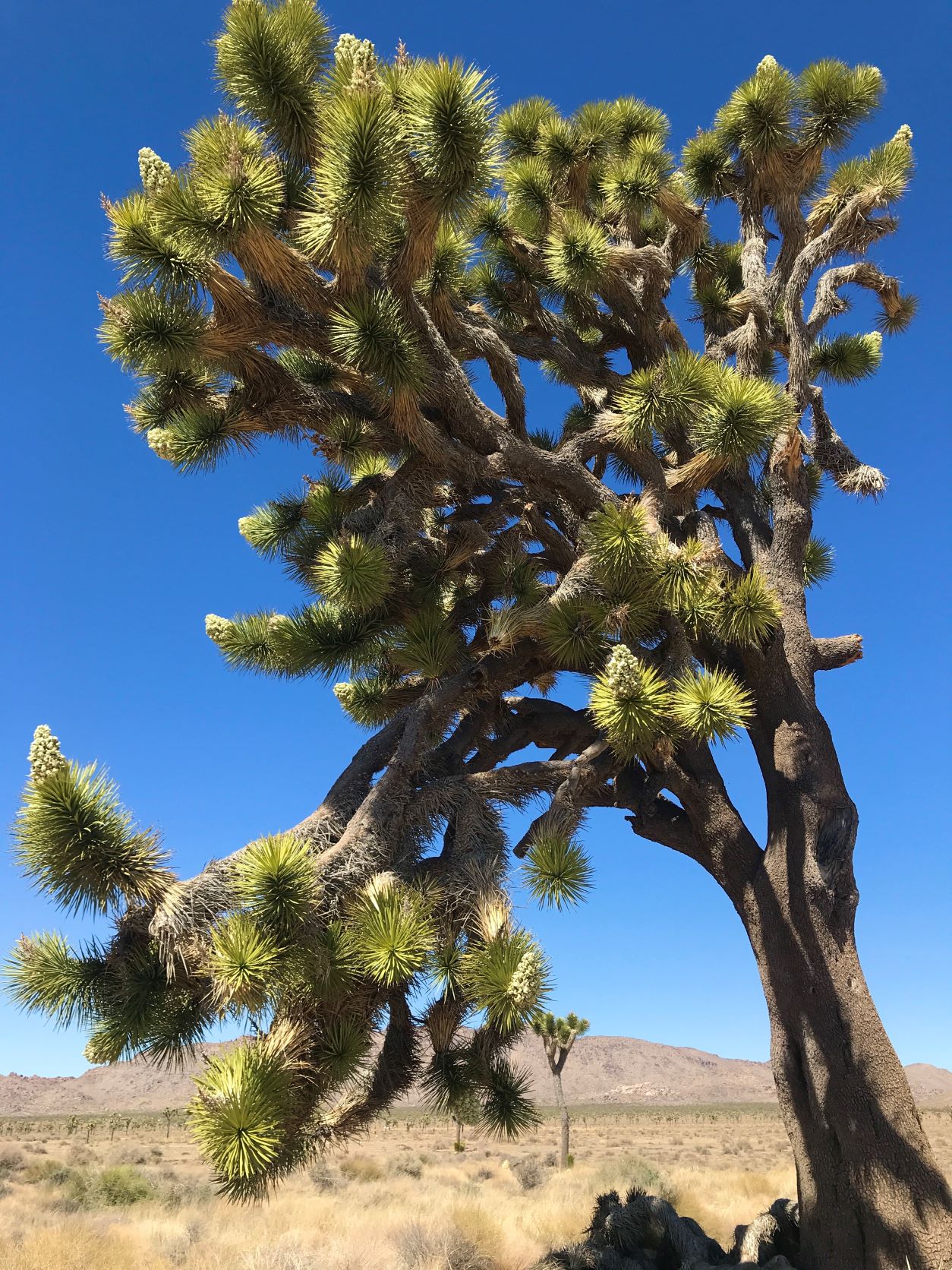 Best Hikes in Joshua Tree femalehiker