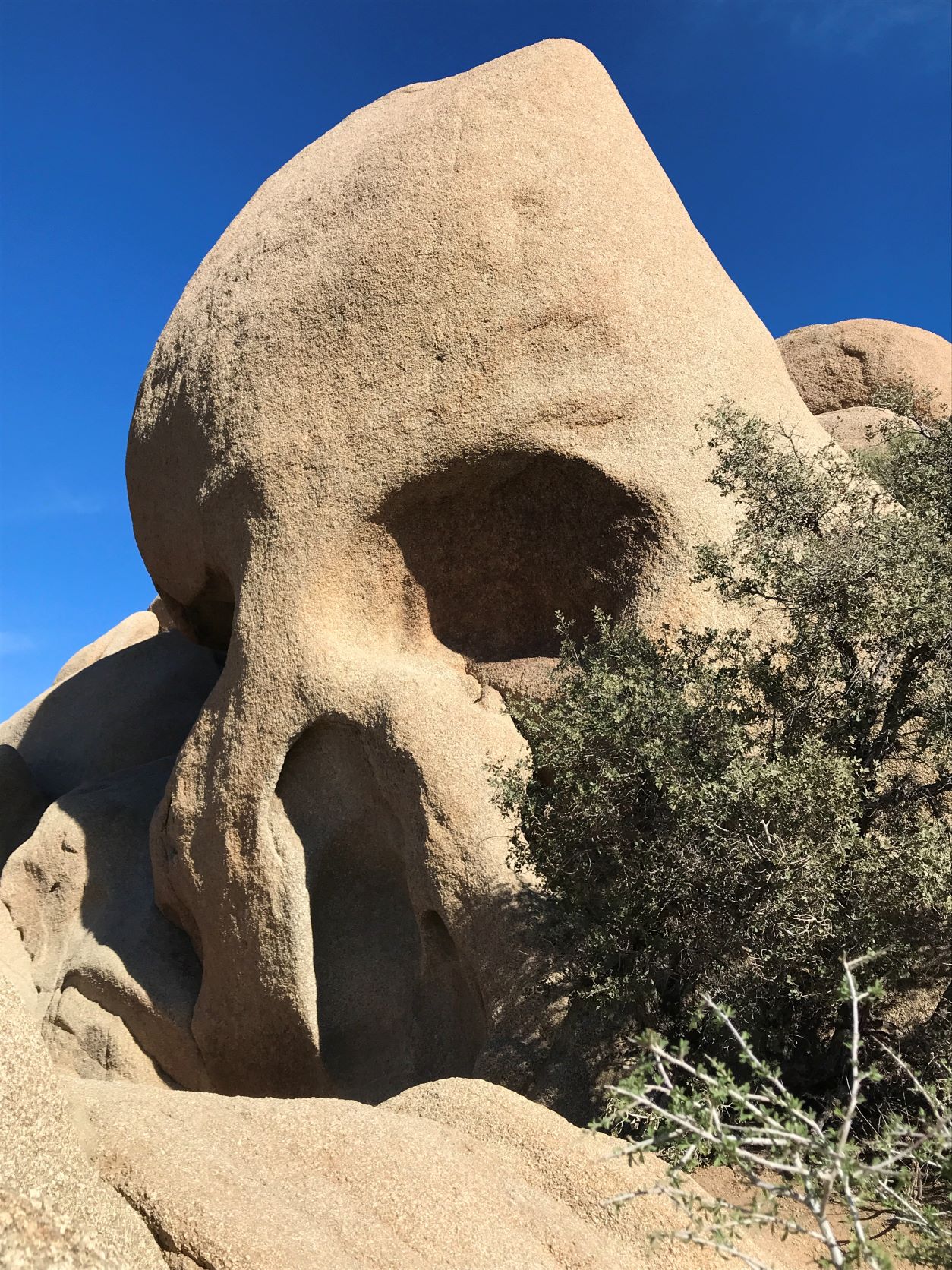 Best Hikes in Joshua Tree femalehiker