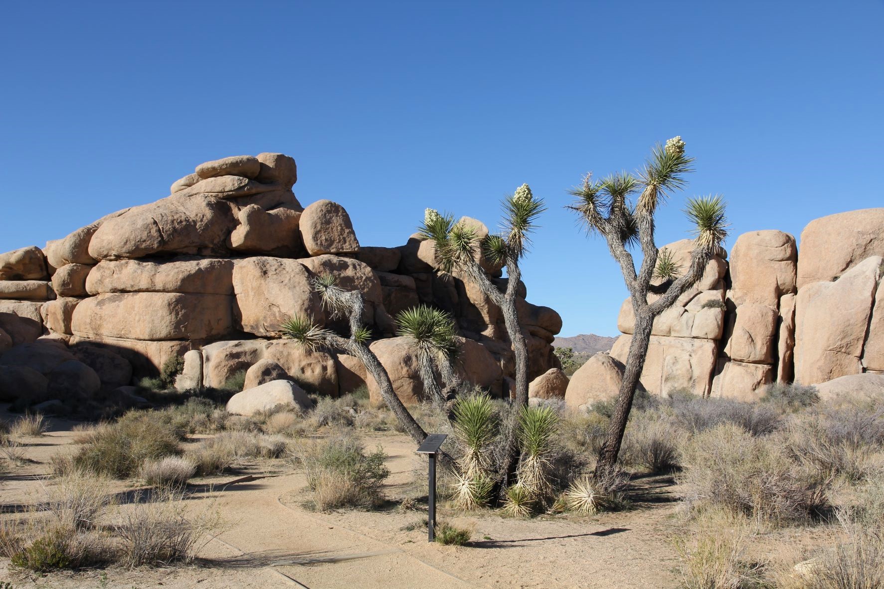 Best Hikes in Joshua Tree femalehiker