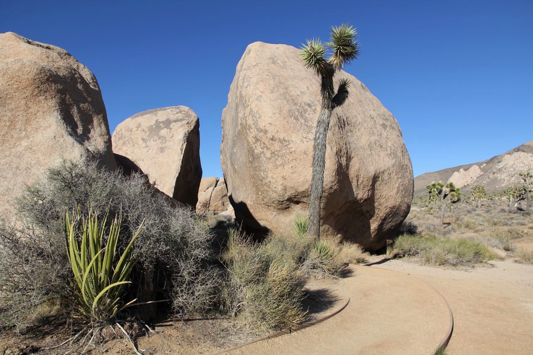 Best Hikes in Joshua Tree femalehiker