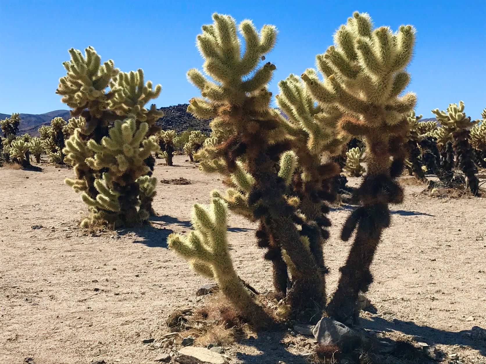 Best Hikes in Joshua Tree femalehiker