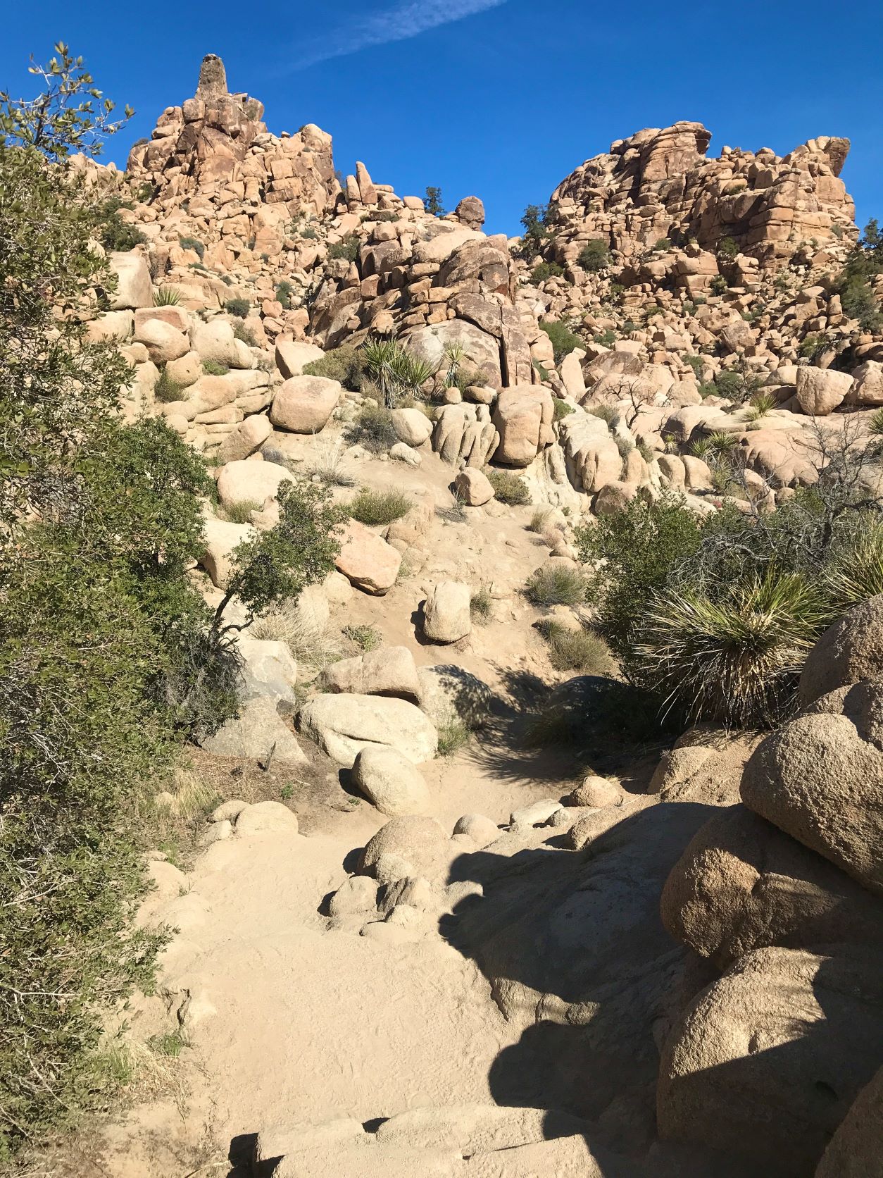 Best Hikes in Joshua Tree femalehiker