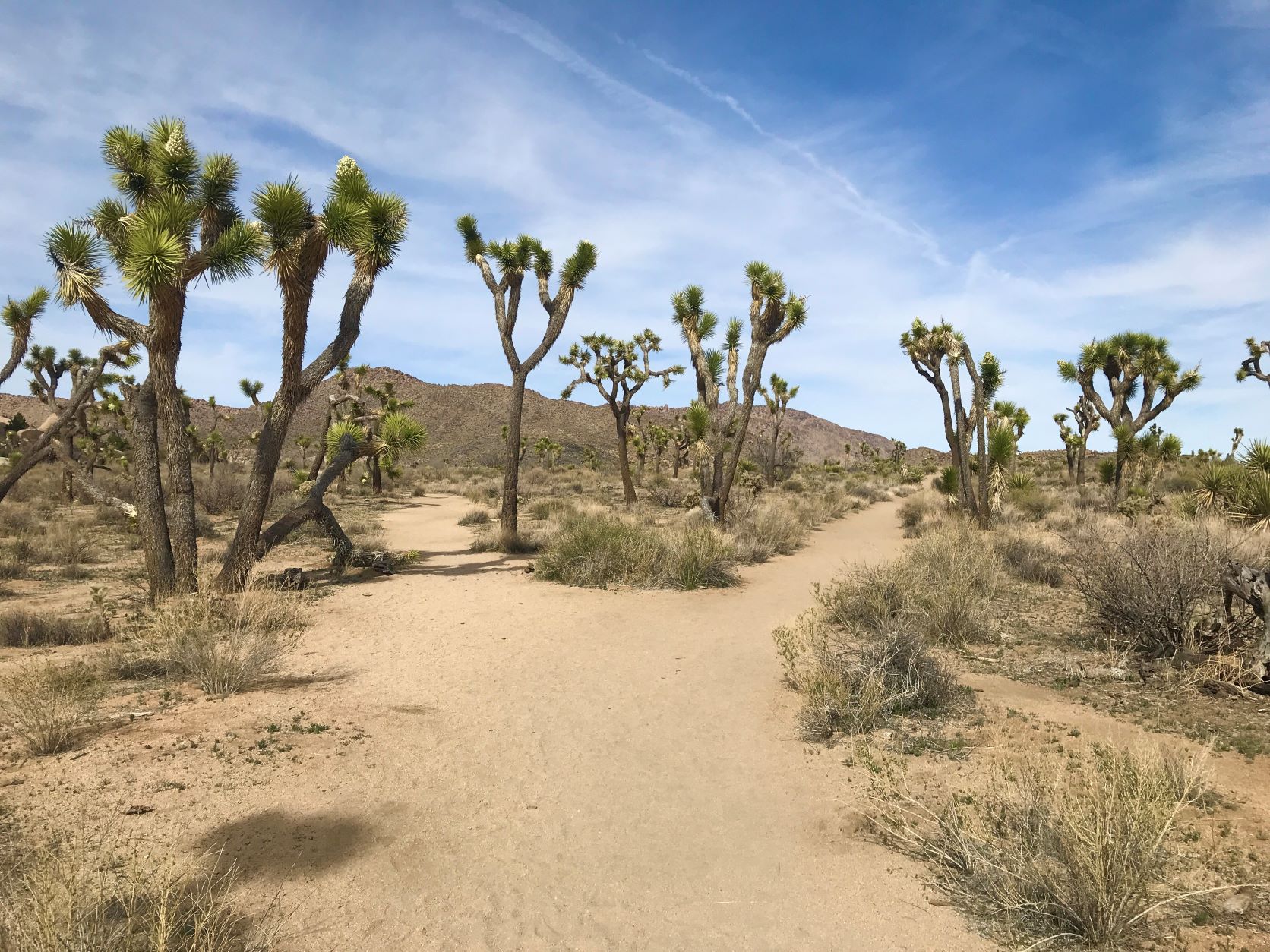 Best Hikes in Joshua Tree femalehiker