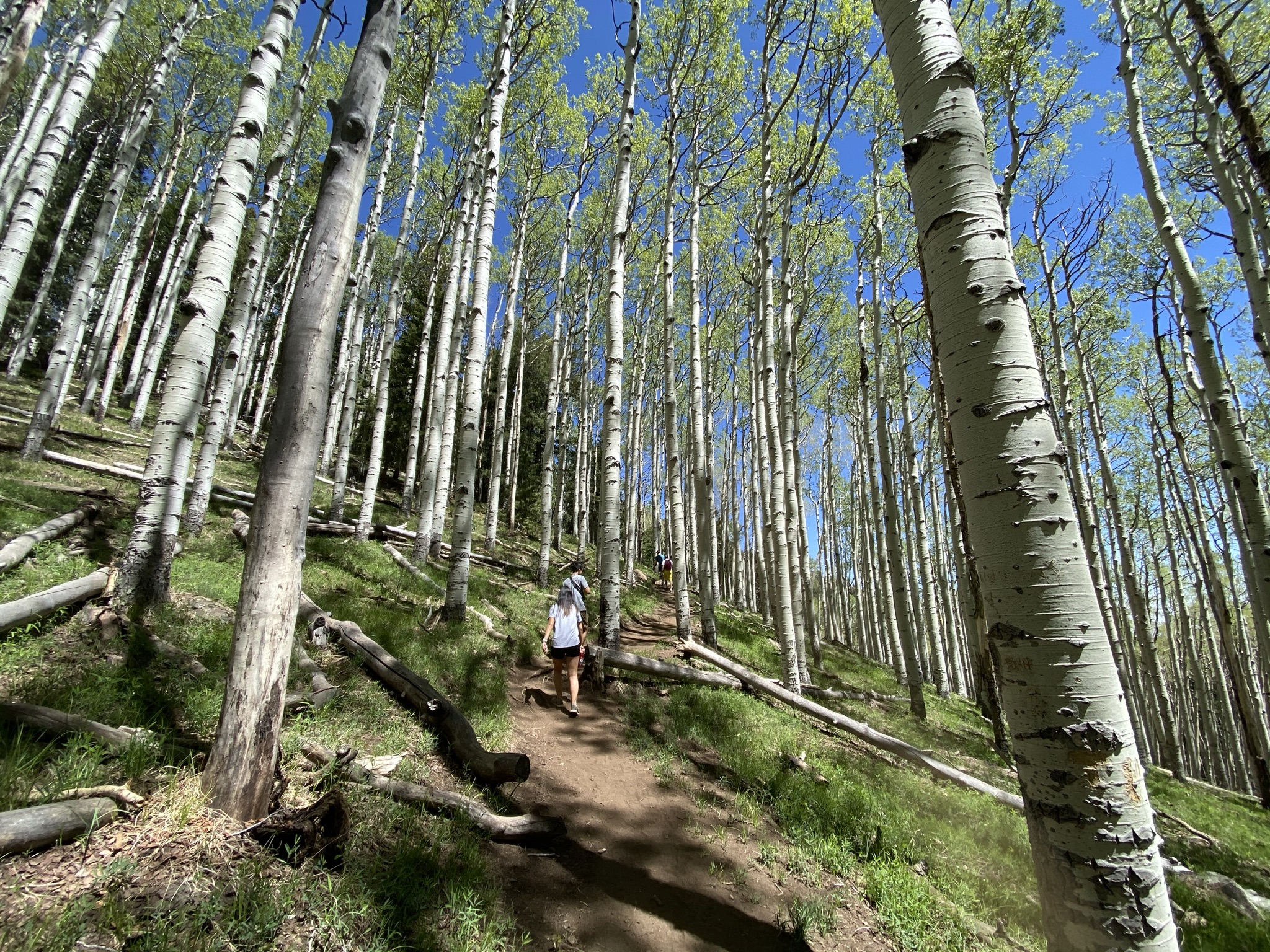 flagstaff hiking trails