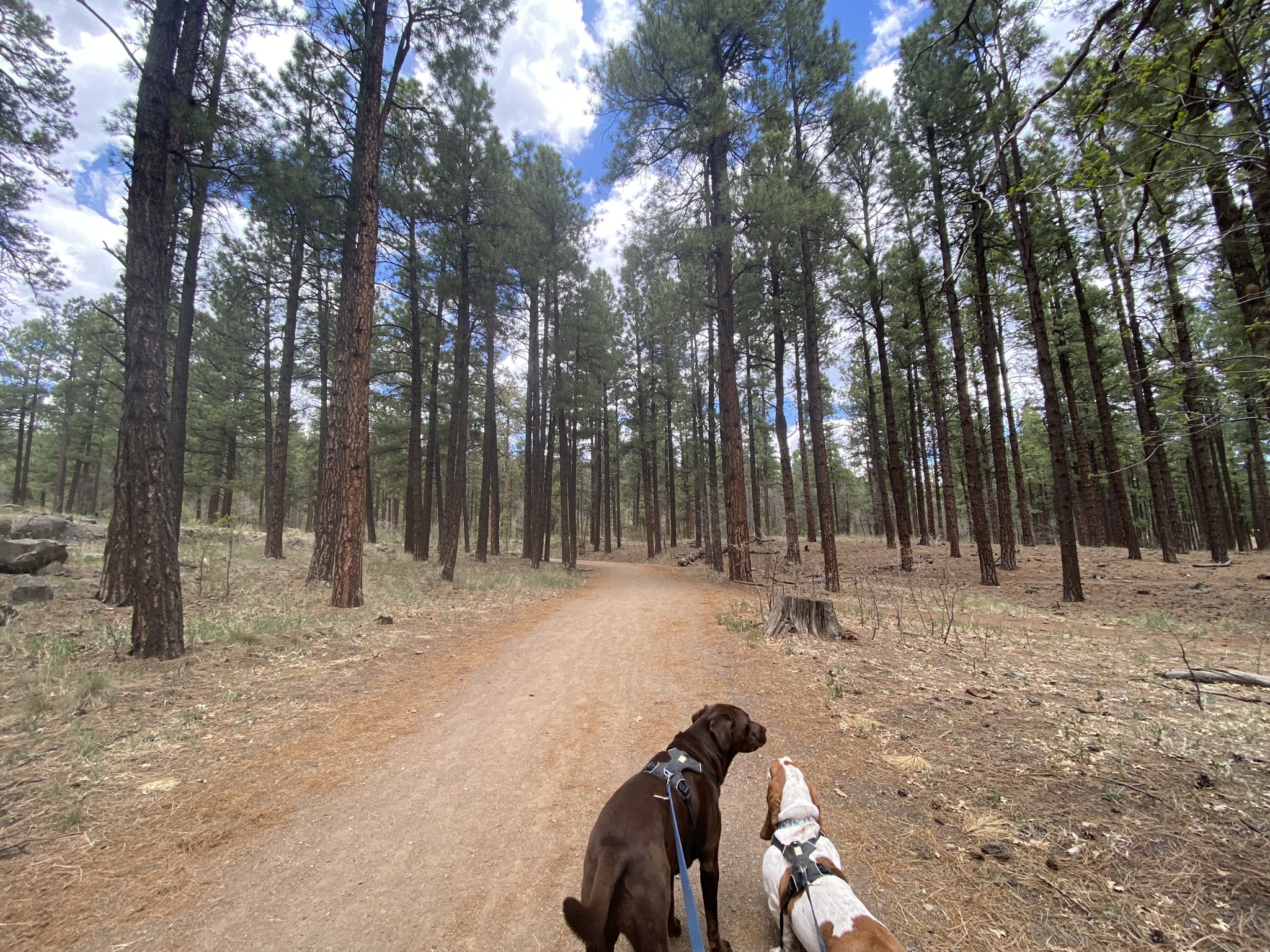 flagstaff hiking trails