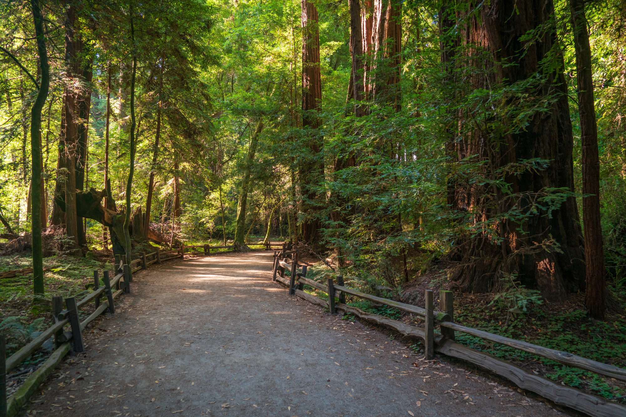 Henry Cowell Redwoods State Park has lots of hiking trails in Santa Cruz