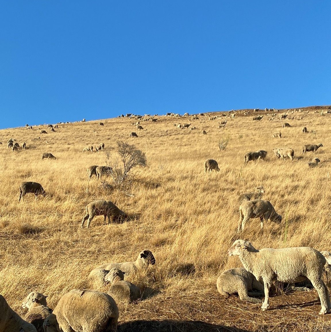 Coyote Hills Regional Park has some great hiking trails in San Jose