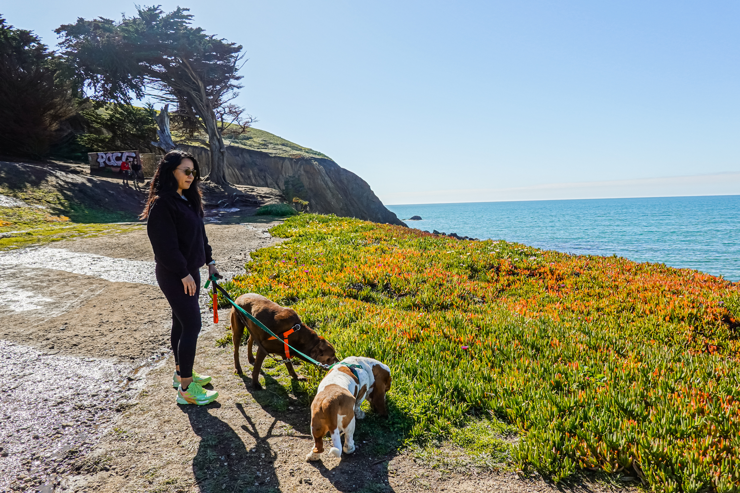 10 Best Dog Friendly Hikes in the Bay Area 17