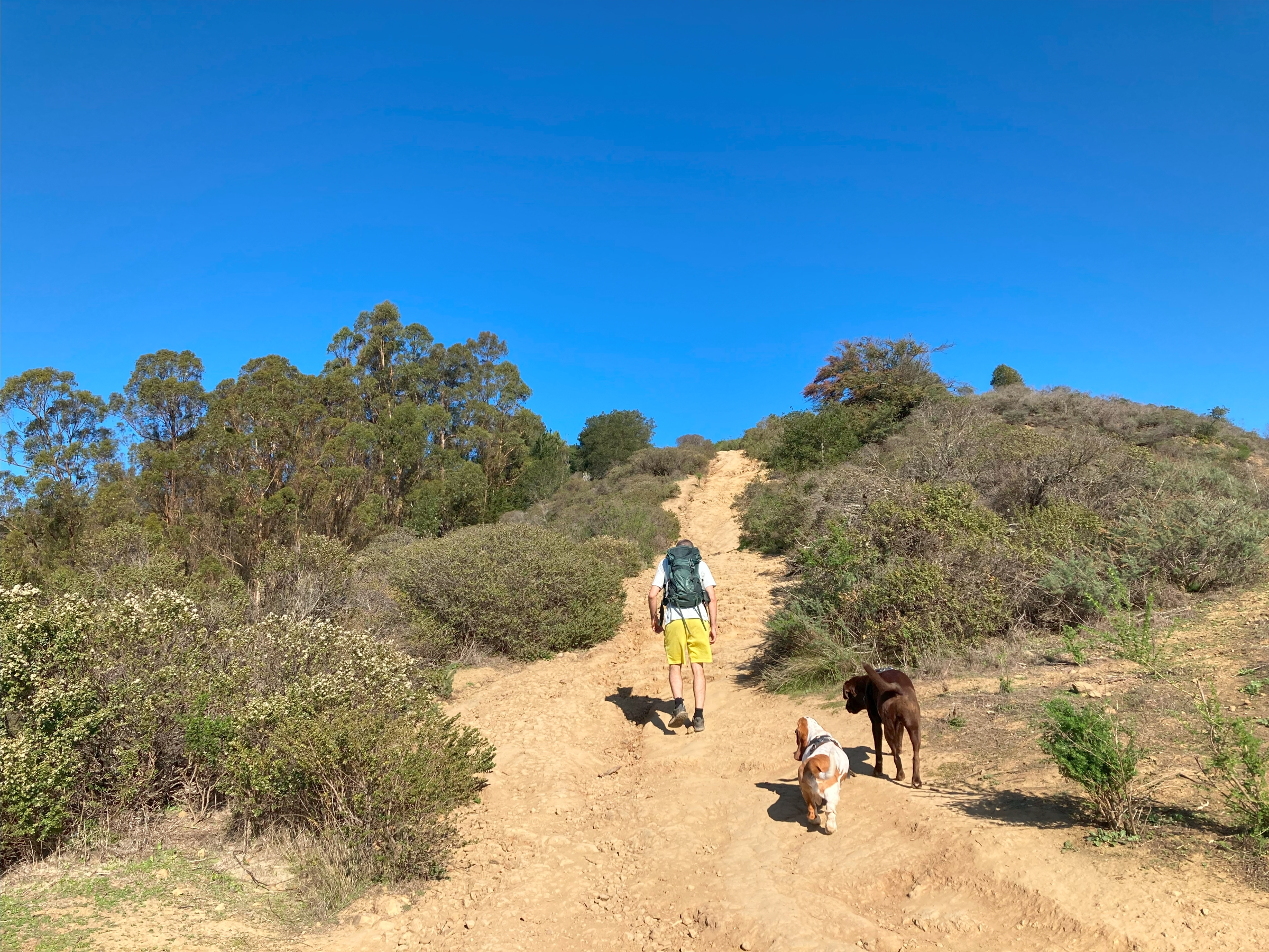 10 Best Dog Friendly Hikes in the Bay Area 17