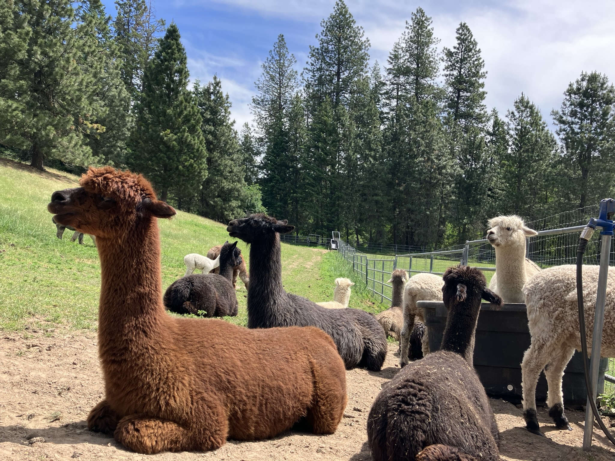 Seven Stars Alpaca Ranch. best things to do in Coeur d'Alene